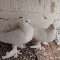 یک جفت کبوتر رواعبی سفید پاک