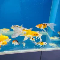 ماهی کوی|ماهی|اصفهان, مولوی|دیوار