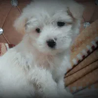 سگ اشپیتز پامر