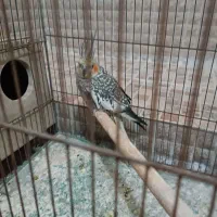 تعدادی عروس هلندی|پرنده|میبد, |دیوار