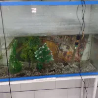 ا یک عدد اکوریوم با تمام وسایل|ماهی|جیرفت, |دیوار