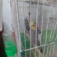 عروس هلندی|پرنده|گرگان, |دیوار