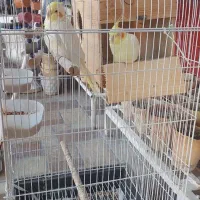 عروس هلندی با قفس