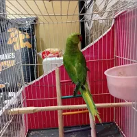 طوطی|پرنده|مشهد, جانباز|دیوار