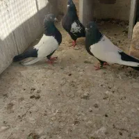 کفتر نقش و هوایی بشرط جوجه سینه دم سیاه