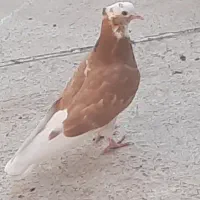 کبوتر
