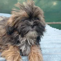 توله شیتزو های 2ماه و نیمه|سگ|بندر انزلی, انصار الحسین|دیوار