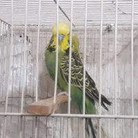 مرغ عشق انگلیسی گرید a|پرنده|مشهد, امیر المومنین|دیوار