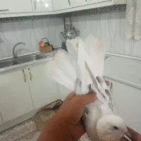 کفتر پشت آلوچه ای پرشی بشرط