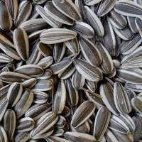 تخمه آفتاب گردان خارجی درجه یک