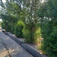 چوب و درخت خریدارم|خدمات باغبانی و درختکاری|بهبهان, |دیوار