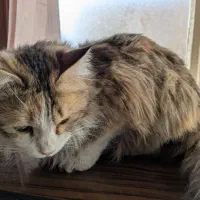 گربه میکس پرشین پیدا شده