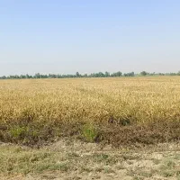 برنج عنبر بو درجه یک