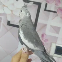 طوطی عروس رام دستی سخنگو