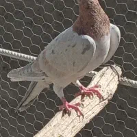 جفت نرماده|پرنده|اردکان, |دیوار