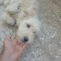 واگذری سگ خانگی نر