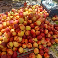 باغ نقلی|فروش خانه و ویلا|میاندوآب, |دیوار