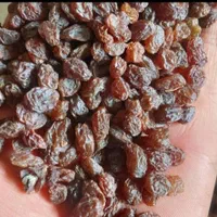 سلطان کشمش آفتابی میدان تره بار مرکزی شبانه روزی|عمده‌فروشی|تهران, شهرک شریعتی|دیوار