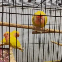 طوطی برزیلی دستی|پرنده|سوسنگرد, |دیوار