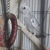 عروس هلندی مولد