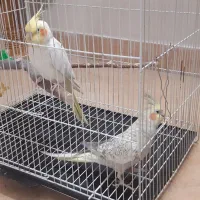 عروس هلندی  دو عدد