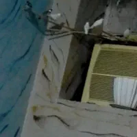 فنچ نرگسی وسیلور سالم اماده وبالغ تضمینی