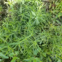 بیده وکاه