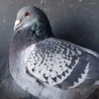 تعدادی پرنده مسافتی بفروش میرسد