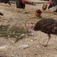 بوقلمون ماده