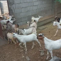 تعدادی کهر و بز