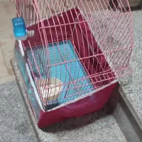 قفس