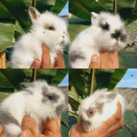 بچ خرگوش لوپ