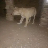 سلام خسته نباشید دو تا توله هم قال|سگ|سبزوار, پاسداران|دیوار