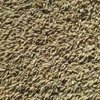 جو آبی|خدمات باغبانی و درختکاری|ماهیدشت, |دیوار