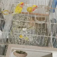 عروس هلندی و طوطی برزیلی و قفس کاسکویی|پرنده|خوی, |دیوار