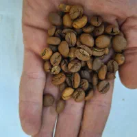 دان قهوه درجه یک|خوردنی و آشامیدنی|تهران, عباسی|دیوار