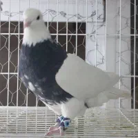 طوقی،هفترنگ،زرد خال سیاه،الماسی