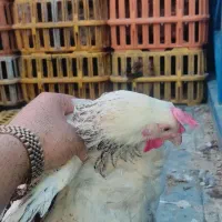 نیروی کار مرغداری یک شیفت