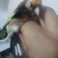 سهره نر|پرنده|رشت, جانبازان|دیوار