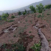 باغچه فروشی