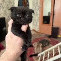 اسکاتیش بریتیش پرشین نر و ماده|گربه|اصفهان, باغ دریاچه|دیوار