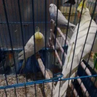 عروس هلندی  نروماده بایک مرغ عشق   همراه با قفس|پرنده|گرگان, |دیوار