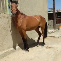 اسب مادیان