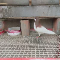 کبوتر شیرازی