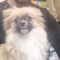 شیواوا موبلند|سگ|تهران, ائمه اطهار|دیوار