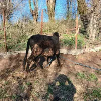 ورزا محلی|حیوانات مزرعه|رشت, حومه رشت|دیوار