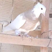 کبوتر طوقی|حیوانات|مبارکه, |دیوار