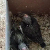 دو جفت عروس هلندی مولد|پرنده|مشهد, انقلاب|دیوار