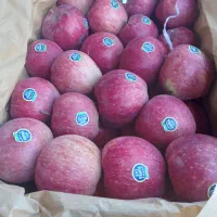 ۲/۵تن سیب ترگور درجه یک کوهستانی قرمز و سفید|خوردنی و آشامیدنی|سیلوانه, |دیوار