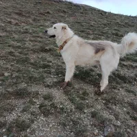 سگ گله سرابی